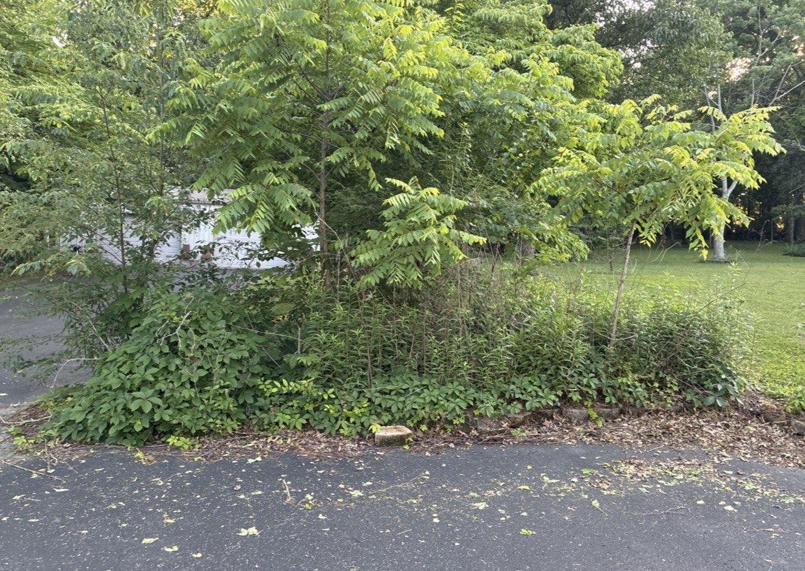 Overgrown driveway edge before ProMow