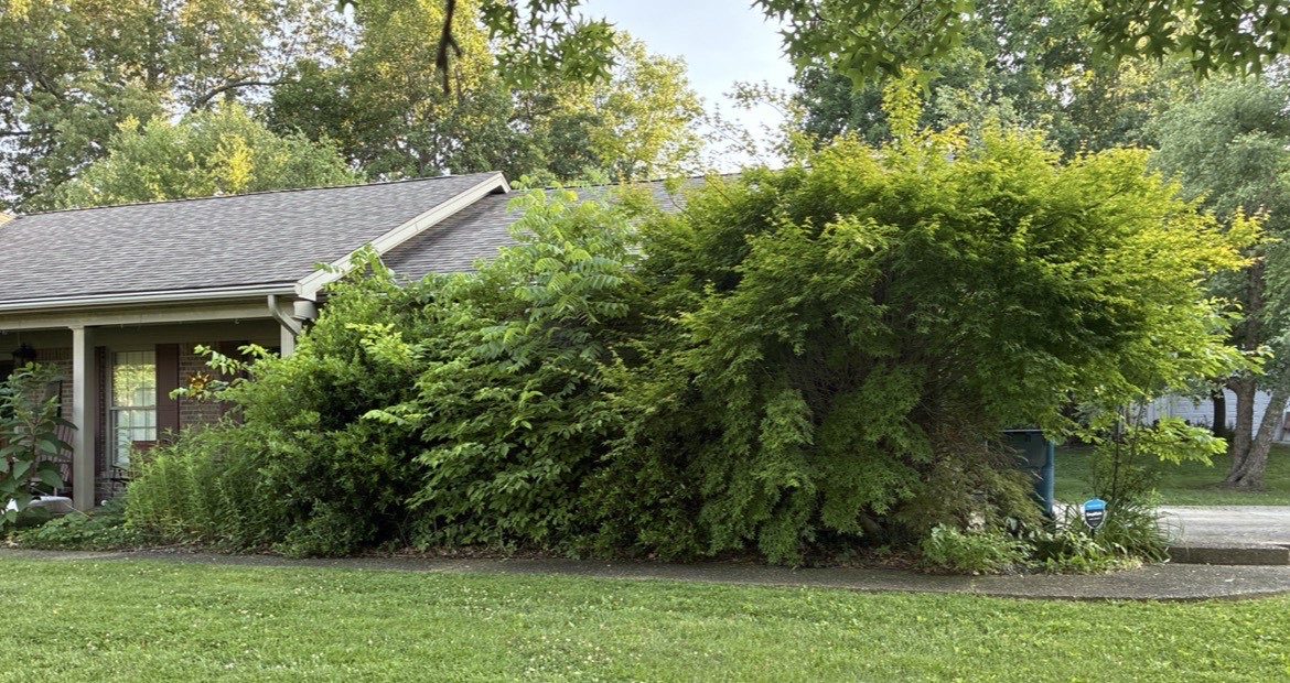 Overgrown bushes covering house before ProMow