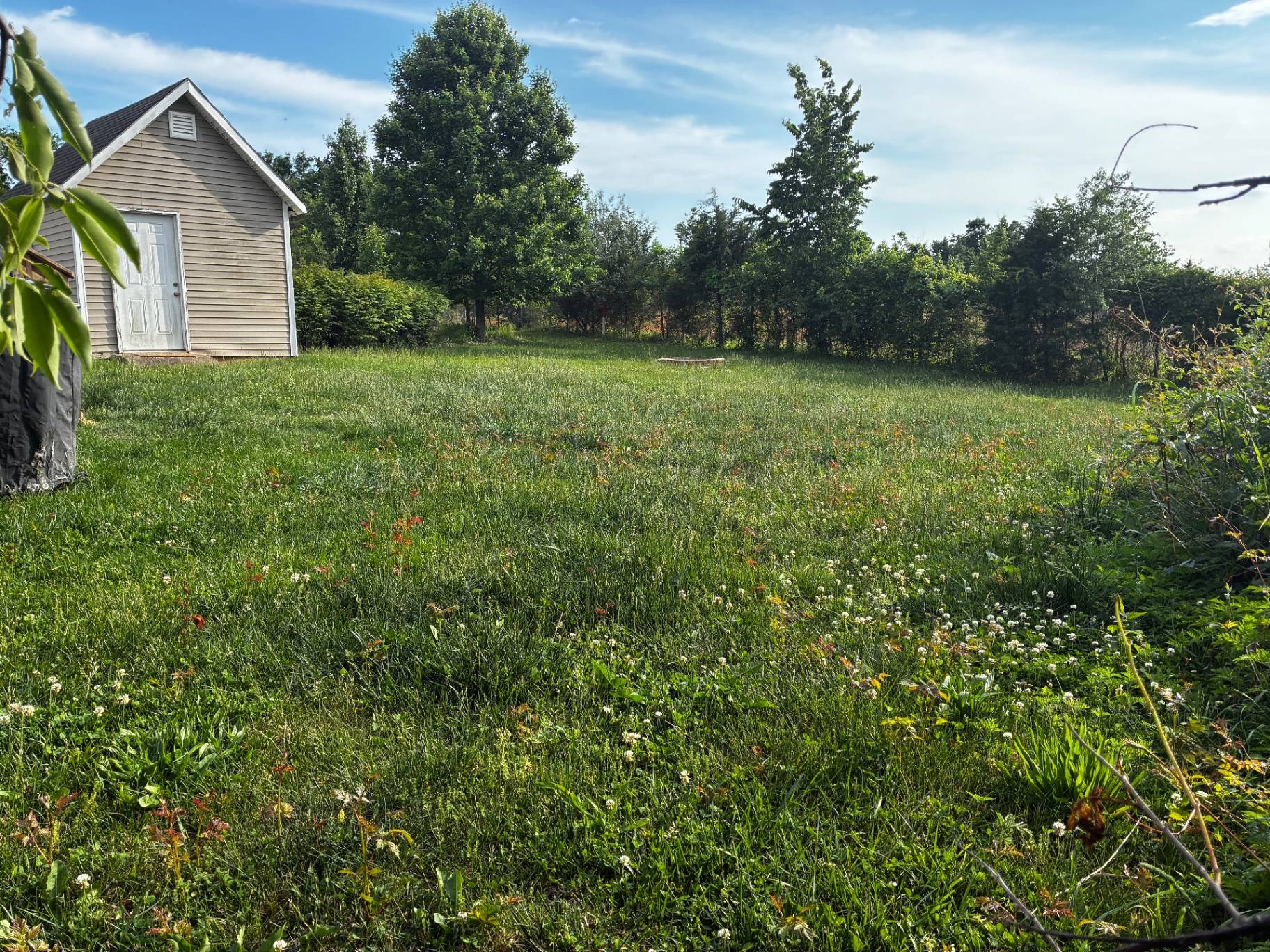 Overgrown backyard before ProMow