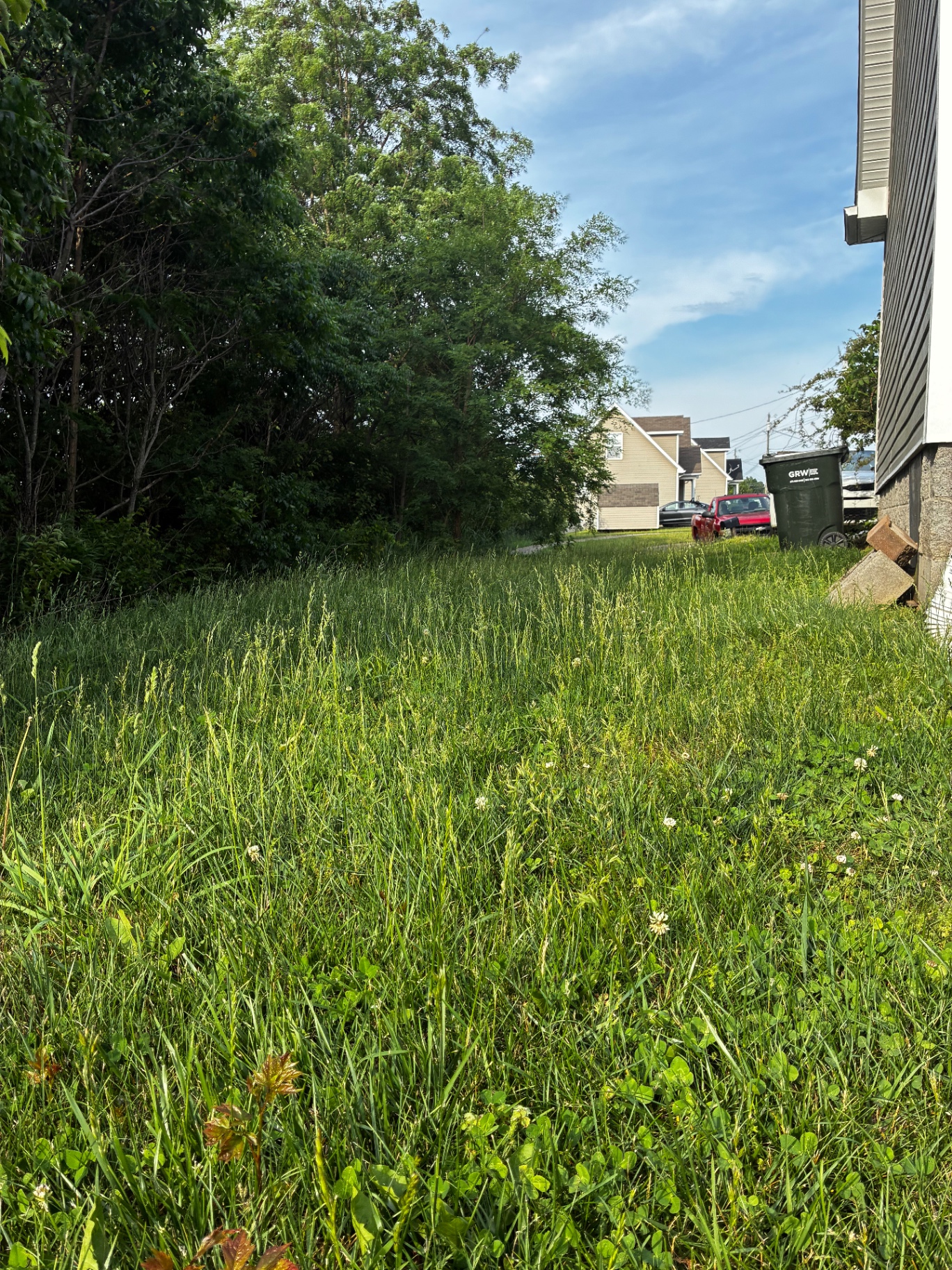 Overgrown side yard before ProMow